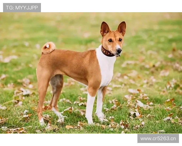 埃琳·安德森家的狗都比你我活得精致